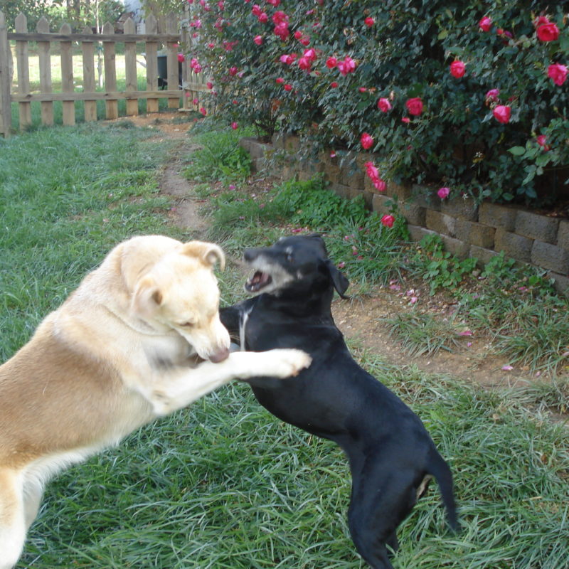 DogWatch of Chattanooga, Chattanooga, Tennessee | Photo Gallery  Image