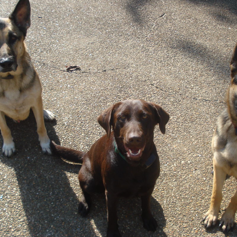 DogWatch of Chattanooga, Chattanooga, Tennessee | Photo Gallery  Image